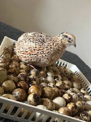 Fertilized quail eggs