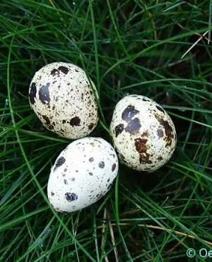 Fertilized quail eggs